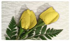 DNSEMP-C-059 2 Roses Yellow